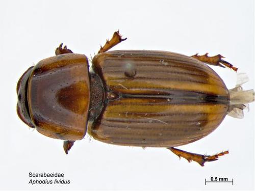 Scarab beetle