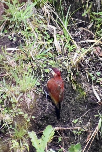 Colaptes rivolii
