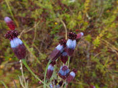 Porophyllum linaria