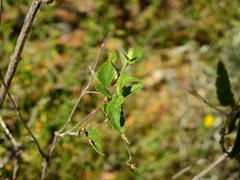 Salvia cuspidata