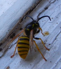 Dolichovespula sylvestris