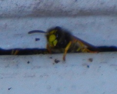 Dolichovespula sylvestris