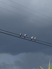 Columba livia