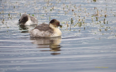 Podiceps occipitalis