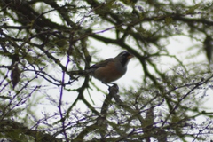 Saltatricula multicolor