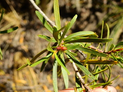 Colliguaja integerrima