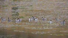 Podiceps occipitalis