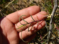 Senecio subulatus