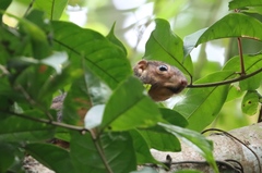 Heliosciurus rufobrachium