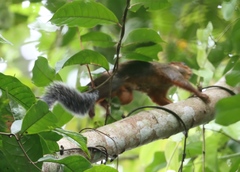 Heliosciurus rufobrachium