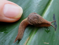 Cucullarion parkini