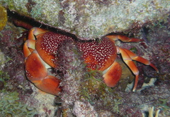 Carpilius corallinus