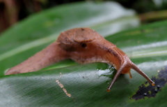Cucullarion parkini