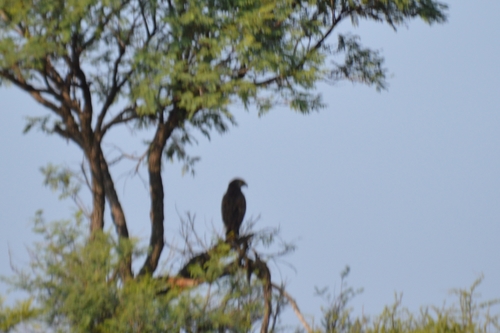 Polyboroides typus