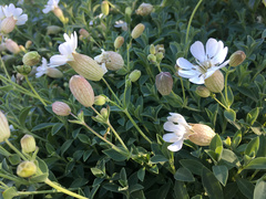Silene uniflora uniflora
