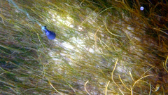 Syringodium filiforme