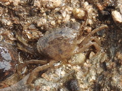 Rhithropanopeus harrisii