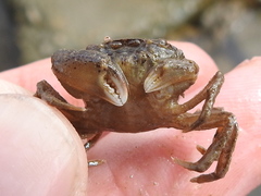 Rhithropanopeus harrisii