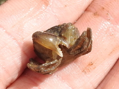 Rhithropanopeus harrisii