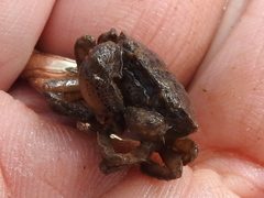 Rhithropanopeus harrisii