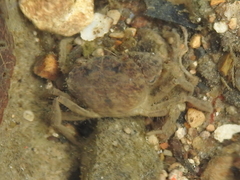 Rhithropanopeus harrisii