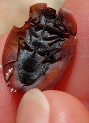 Emcephalus floccosus