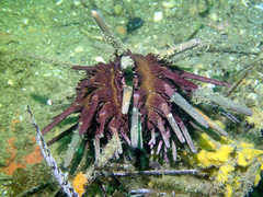 Phyllacanthus parvispinus