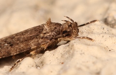 Agonopterix heracliana