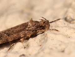 Agonopterix heracliana