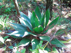 Agave obscura