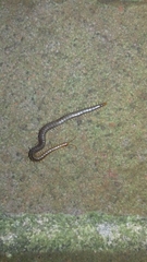 Geophilus carpophagus