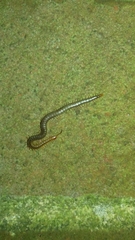 Geophilus carpophagus