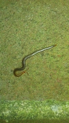 Geophilus carpophagus