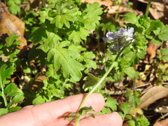 Phacelia hirsuta
