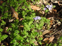Phacelia hirsuta