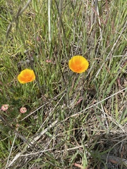 Eschscholzia californica