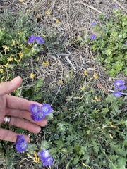 Phacelia patuliflora