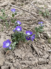 Phacelia patuliflora