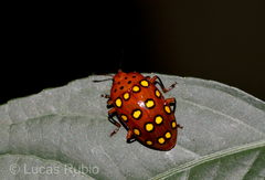 Iphiclus sedecimmaculatus