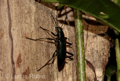 Strongylium aurichalceum