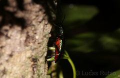 Strongylium aurichalceum