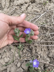 Phacelia patuliflora