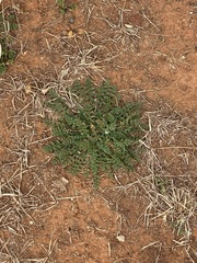 Erodium cicutarium
