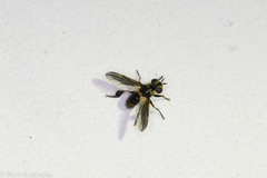 Trichopoda plumipes