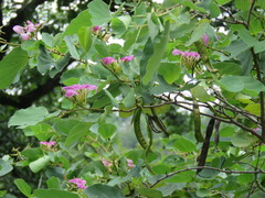 Bauhinia macranthera