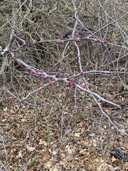 Cercis canadensis
