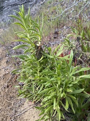 Pseudognaphalium ramosissimum