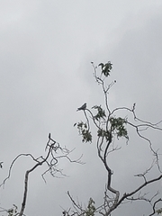 Patagioenas fasciata