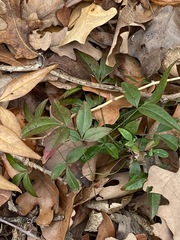 Nandina domestica