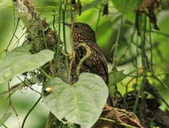 Premnoplex brunnescens